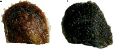 A Comparative Study on Low and High Salinity Tolerance of Two Strains of Pinctada fucata